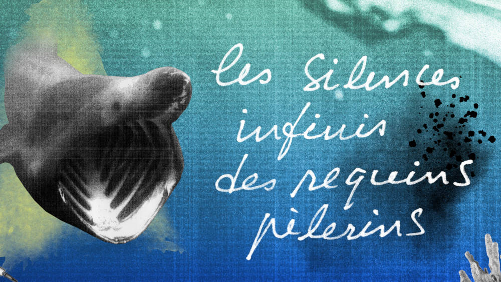 Les Silences infinis des requins pèlerins (2022)