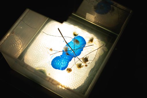 Eau, colorant et fleur séché sur un rétroprojecteur.